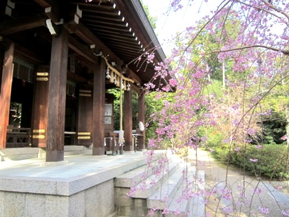 飛鳥坐神社の桜